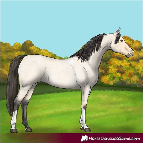 Horse Color:Buckskin Roan Dun Tobiano 