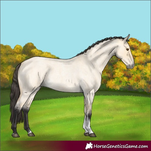 Horse Color:Buckskin Roan Dun Tobiano