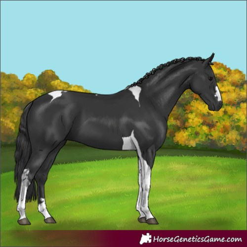 Horse Color:Black Tobiano