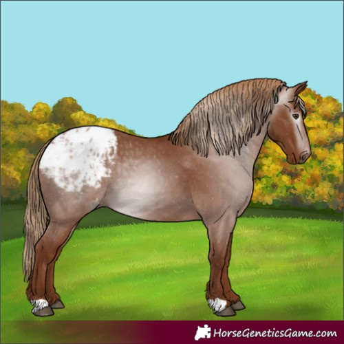 Horse Color:Gray Chestnut Blanket 