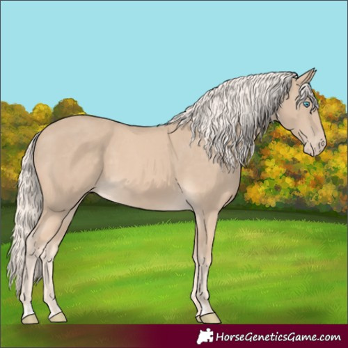 Horse Color:Cremello Appaloosa 