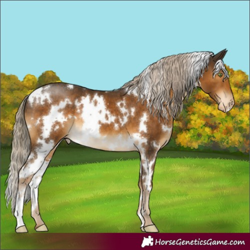 Horse Color:White Spotted Chocolate Palomino Appaloosa