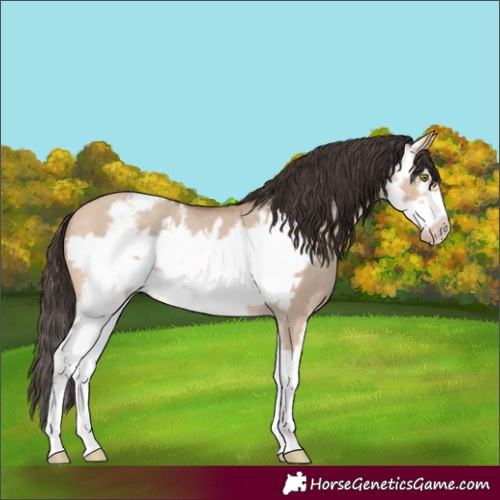 Horse Color:Amber Champagne Dun Sabino Frame Rabicano