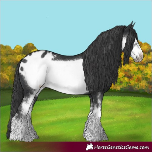 Horse Color:Black Sabino Frame Appaloosa Rabicano