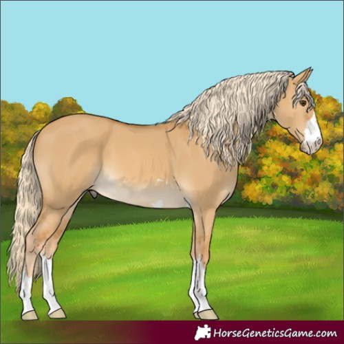 Horse Color:Palomino Dun 