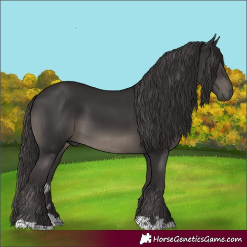 Horse Color:Smoky Black 