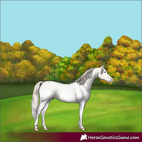 Horse Color:Buckskin Pearl Sabino 