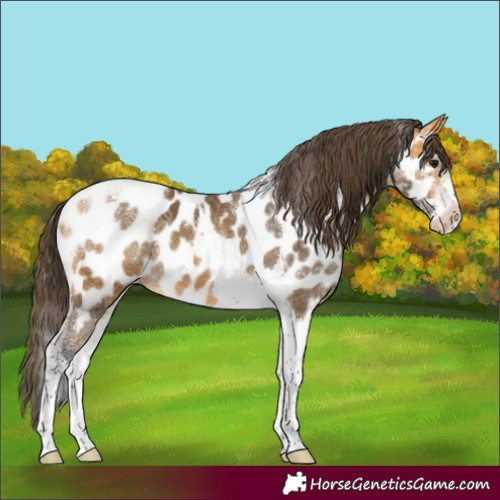 Horse Color:Buckskin Sabino Tobiano Appaloosa 