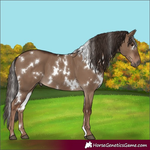 Horse Color:White Spotted Liver Red Dun