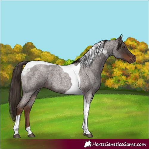 Horse Color:Liver Red Roan Tobiano 