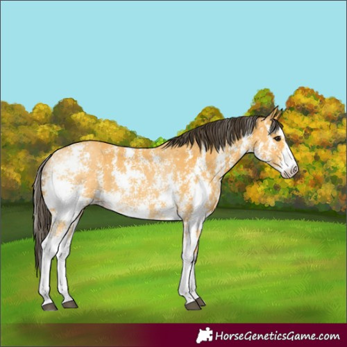 Horse Color:Buckskin Sabino 