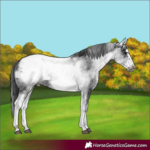 Horse Color:White Spotted Black Sabino Splash Frame Appaloosa 