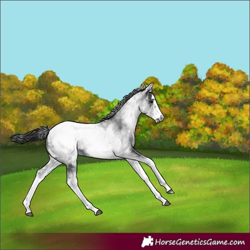 Horse Color:White Spotted Black Sabino Splash Frame Appaloosa 
