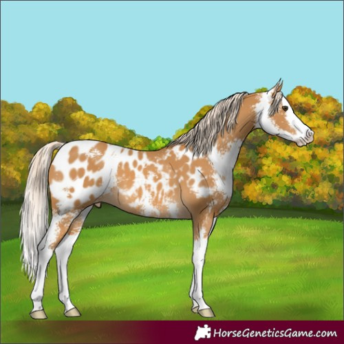 Horse Color:Palomino Sabino Splash Blanket 