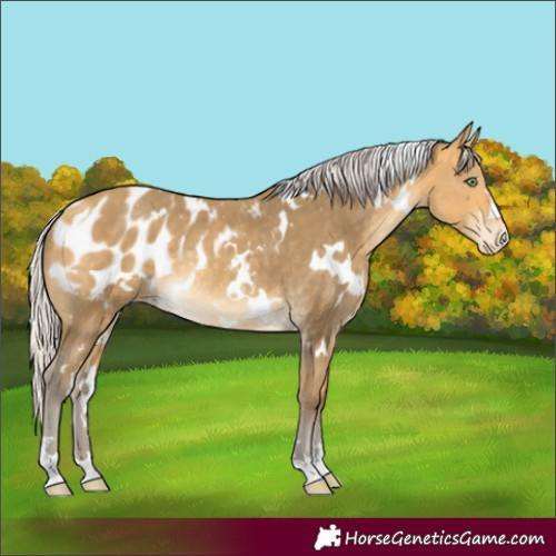 Horse Color:White Spotted Silver Amber Cream Champagne Blanket Rabicano