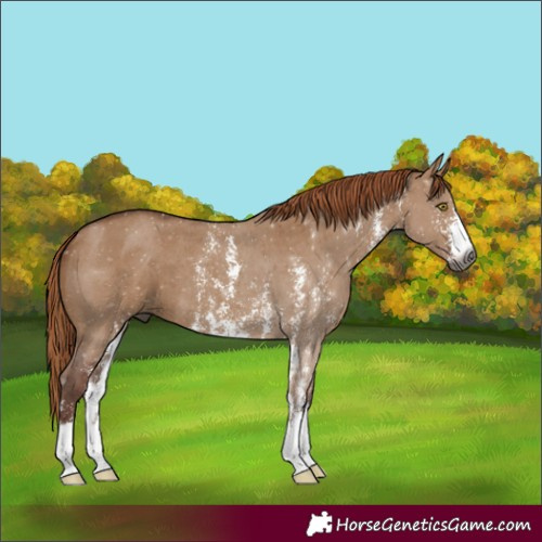 Horse Color:Gray Red Dun Sabino