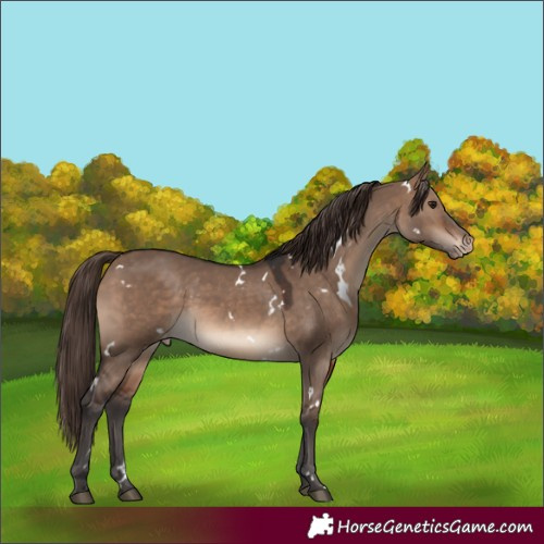 Horse Color:White Spotted Brown Dun Appaloosa Rabicano
