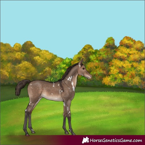 Horse Color:White Spotted Brown Dun Appaloosa Rabicano 