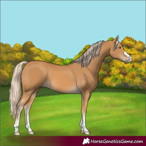 Horse Color:Palomino 