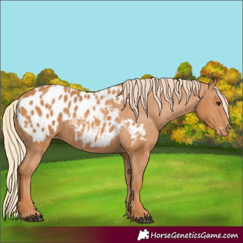 Horse Color:Chestnut Appaloosa 