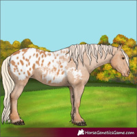 Horse Color:Chestnut Appaloosa