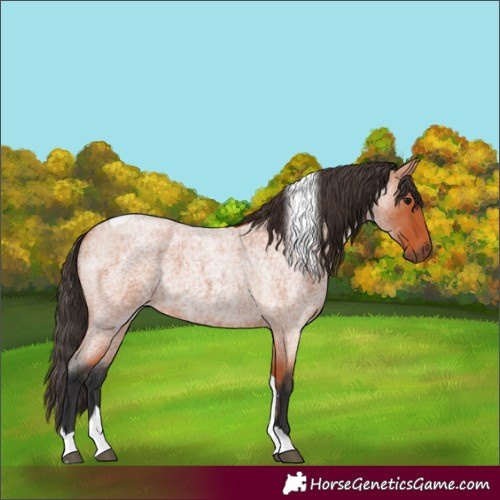 Horse Color:Bay Roan Tobiano 