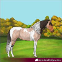 Horse Color:Bay Roan Tobiano 