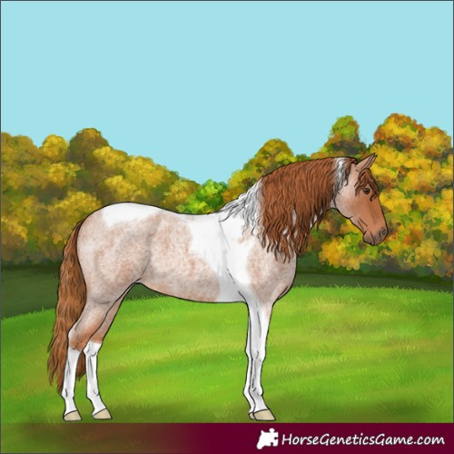 Horse Color:Red Roan Tobiano 