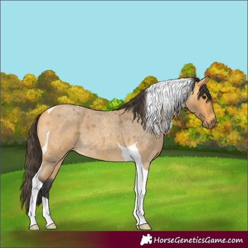 Horse Color:Buckskin Roan Tobiano 