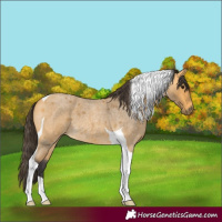 Horse Color:Buckskin Roan Tobiano