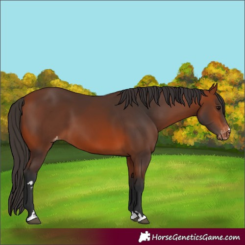 Horse Color:Bay Appaloosa