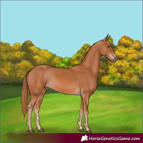 Horse Color:Chestnut 