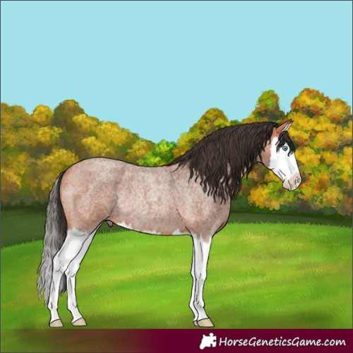 Horse Color:Bay Roan Splash Rabicano 