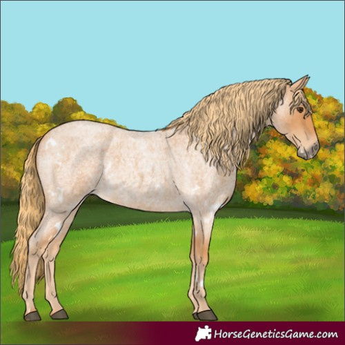 Horse Color:White Spotted Red Roan