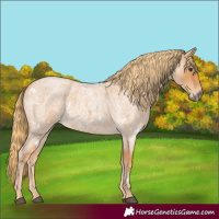 Horse Color:White Spotted Red Roan