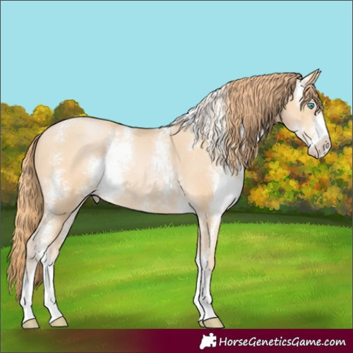 Horse Color:Buckskin Pearl Sabino
