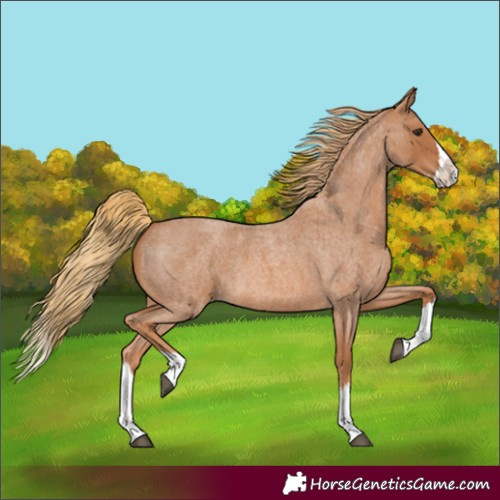 Horse Color:Red Roan Splash
