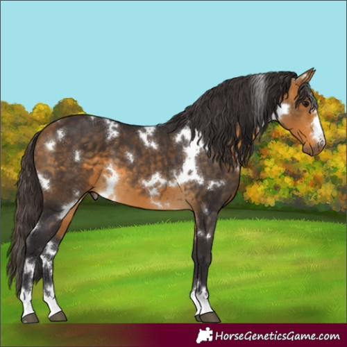 Horse Color:White Spotted Buckskin 