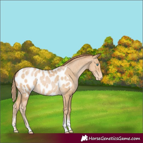 Horse Color:Buckskin Pearl Tobiano Blanket 