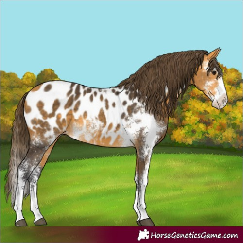 Horse Color:Buckskin Sabino Appaloosa 