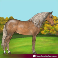 Horse Color:Chocolate Palomino