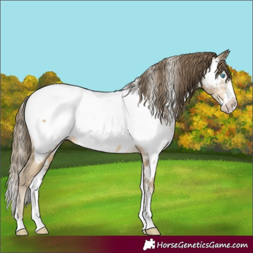 Horse Color:Buckskin Pearl Sabino Appaloosa