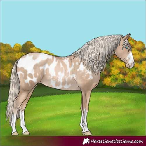 Horse Color:Chocolate Palomino Pearl Appaloosa