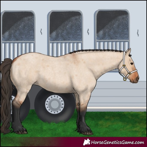 Horse Color:Bay Roan Dun 