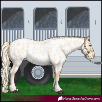 Horse Color:Palomino Roan Near Leopard