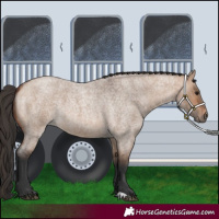 Horse Color:Bay Roan Dun 