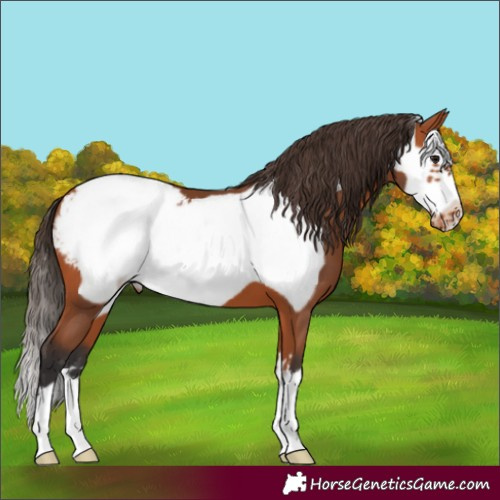 Horse Color:Bay Frame Appaloosa 