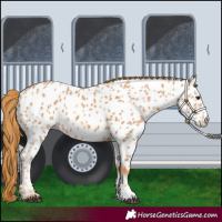 Horse Color:Chestnut Near Leopard 