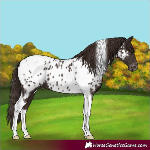 Horse Color:Liver Chestnut Tobiano Near Leopard