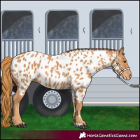 Horse Color:Chestnut Near Leopard